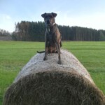 btrhdr Brauner Hund auf einem Heuballen in einem grasbewachsenen Feld im Tierheim Siegen.