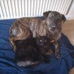 btrmdn Gestromter Hund und schwarze Katze kuscheln auf blauer Decke am Heizkörper.
