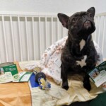 Schwarze französische Bulldogge auf Bett mit Decke, Spielzeug und Geschenkkarten.