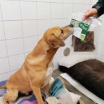 Brauner Hund auf Decke schnüffelt an Leckerlis, die eine Person im Haus hält.