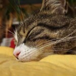 Getigerte Katze schläft auf gelber Decke im Tierheim Siegen.
