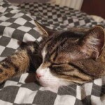 Getigerte Katze schläft auf schwarz-weiß karierter Decke.