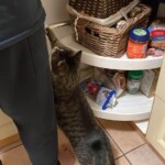Getigerte Katze auf den Hinterbeinen greift nach einem offenen Schrank in der Nähe einer Person.