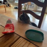 Katze auf Stuhl am Tisch, neben roter Röhre und grünem Deckel.