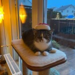 Getigerte Katze mit Weihnachtsmannmütze sitzt auf dem Kratzbaum am Fenster mit Lichtern.