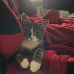 Graue und weiße Katze mit weißen Pfoten auf roter Decke, schauend.