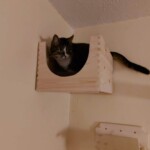 Katze in Wandkasten nahe der Decke im Tierheim Siegen, Blick nach unten.