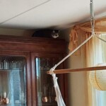 Schwarz-weiße Katze auf einem hohen Schrank in Deckennähe sitzend.