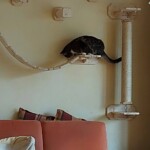 Katze auf einem Wandregal über einem Kratzbaum in der Nähe einer orangefarbenen Couch.