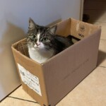 Grau-weiße Katze, die in einer Box auf dem Fliesenboden im Tierheim Siegen ruht.