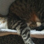Entspannte getigerte Katze in einer Hängematte im Tierheim Siegen.