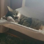 Tabby-Katze schläft in grauer Hängematte und kuschelt mit Spielzeugmaus.