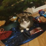 Getigerte Katze unter dem Weihnachtsbaum mit Geschenken im Tierheim Siegen.