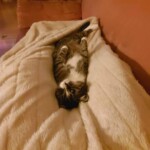 Katze unter beiger Decke auf der Couch, die mit großen Augen aufschaut.