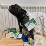 Französische Bulldogge im Kinderbett mit Decke, Spielzeug und Karten.