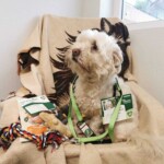 Flauschiger weißer Hund auf Deckenstuhl mit Leine, Anstecknadel, Spielzeug, Flugblatt.