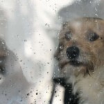 Kleiner Hund blickt aus dem regengesprenkelten Fenster des Tierheims Siegen.