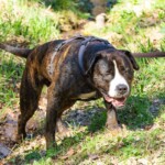 Brauner und schwarzer Hund an der Leine im Tierheim Siegen, der im Gras steht und mit offenem Maul nach vorne schaut.