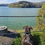 Hund im Geschirr auf einer Wiese, Blick auf einen See und baumbewachsene Hügel.