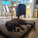 Schwarz-brauner Hund schläft auf einem Bett in der Sonne im Tierheim Siegen.