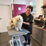 Groomer lächelnd beim Bürsten eines flauschigen weißen Hundes im Tierheim Siegen.