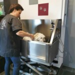 Eine Frau badet einen kleinen weißen Hund in einer Wanne im Tierheim Siegen.