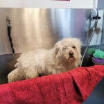 Zotteliger weißer Hund in der Pflegewanne im Tierheim Siegen.