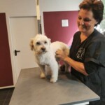 Groomer lächelt, während er einen kleinen weißen Hund im Tierheim bürstet.