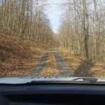 Fahrt auf einer schmalen Schotterstraße durch kahlen Wald am Tierheim Siegen.