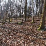 Weißer Hund im sonnenbeschienenen, belaubten Wald am Tierheim Siegen.