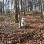 Ein weißer Hund sitzt allein in einem sonnenbeschienenen, mit Blättern übersäten Wald.