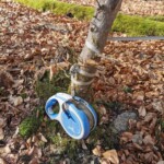 Blaue einziehbare Hundeleine, die an einen Baum im Wald gebunden ist.