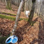 Weißer Hund in blattbedecktem Wald an einem Baum mit hängender Leine.