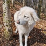 Flauschiger weißer Hund an einem Baum in einem sonnigen Wald im Tierheim Siegen.