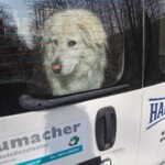 Ein flauschiger weißer Hund schaut aus dem Heckfenster eines weißen Lieferwagens.