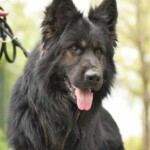 Langhaariger Deutscher Schäferhund an der Leine, im Freien, wachsam.