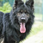 Langhaariger schwarz-hellbrauner Deutscher Schäferhund im Freien, Zunge herausgestreckt.