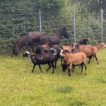 Schafe und ein dunkelbrauner Esel stehen im Gras neben einem Zaun.