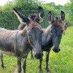 Zwei dunkle Esel stehen nebeneinander auf grünem Gras im Tierheim Siegen.
