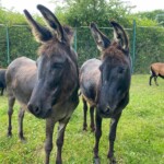 Zwei dunkelbraune Esel stehen auf einer Wiese mit Schafen in der Nähe, dahinter ein grüner Zaun und Bäume im Tierheim Siegen.