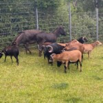 Ziegen und Schafe grasen an einem Metallzaun im Tierheim Siegen.