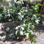 Blattzweige in einer Holzkiste im Tierheim Siegen im Freien.