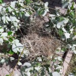 Vogelnest aus trockenem Gras zwischen belaubten Zweigen auf dem Bürgersteig.