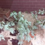 Heuraufe für Kaninchen und Nager