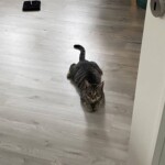 Getigerte Katze, die sich auf dem Holzboden in der Nähe einer offenen Tür im Tierheim Siegen ausruht.