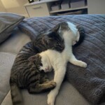 Graue und weiße Katzen, die zusammen auf einer grauen Couchdecke kuscheln.
