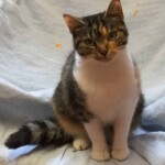 Getigerte und weiße Katze auf einer Decke schaut in die Kamera.