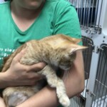 Person im grünen Hemd hält orangefarbene Katze im Tierheim Siegen.