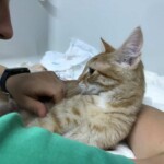 Mensch und orange gestromte Katze kuscheln auf dem Bett, die Augen treffen sich.