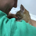 Person in grünem Hemd streichelt orangefarbene Katze auf weißem Bett.